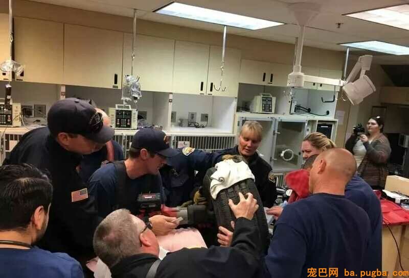 医生第一次见被卡在轮胎里的狗狗，看清它的品种后，笑喷了！-4.jpeg