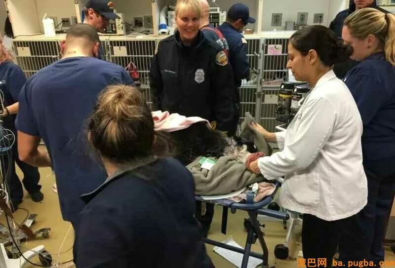 医生第一次见被卡在轮胎里的狗狗，看清它的品种后，笑喷了！-6.jpeg
