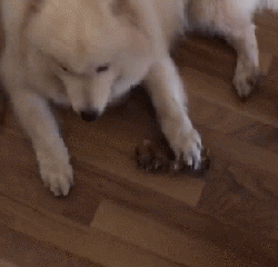 养了只脸皮超薄的狗...-3.gif