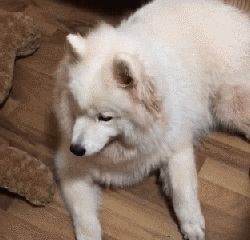 养了只脸皮超薄的狗...-4.gif