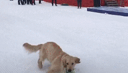 养了只脸皮超薄的狗...-7.gif