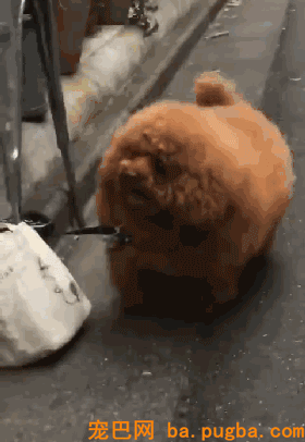 养了只脸皮超薄的狗...-9.gif