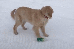 养了只脸皮超薄的狗...-8.gif