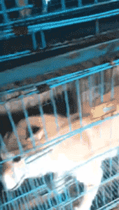繁衍场近30只柴犬、柯基无家可归，你愿意帮帮它们吗？-3.gif