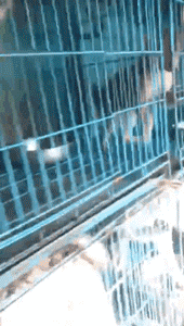 繁衍场近30只柴犬、柯基无家可归，你愿意帮帮它们吗？-2.gif