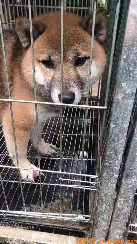 繁衍场近30只柴犬、柯基无家可归，你愿意帮帮它们吗？-7.jpeg