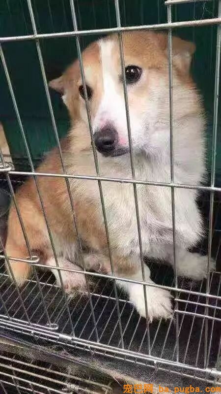 繁衍场近30只柴犬、柯基无家可归，你愿意帮帮它们吗？-6.jpeg