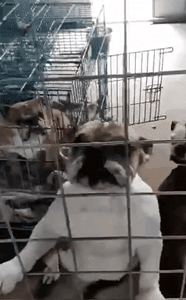 繁衍场近30只柴犬、柯基无家可归，你愿意帮帮它们吗？-5.gif