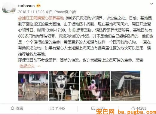 繁衍场近30只柴犬、柯基无家可归，你愿意帮帮它们吗？-9.jpeg