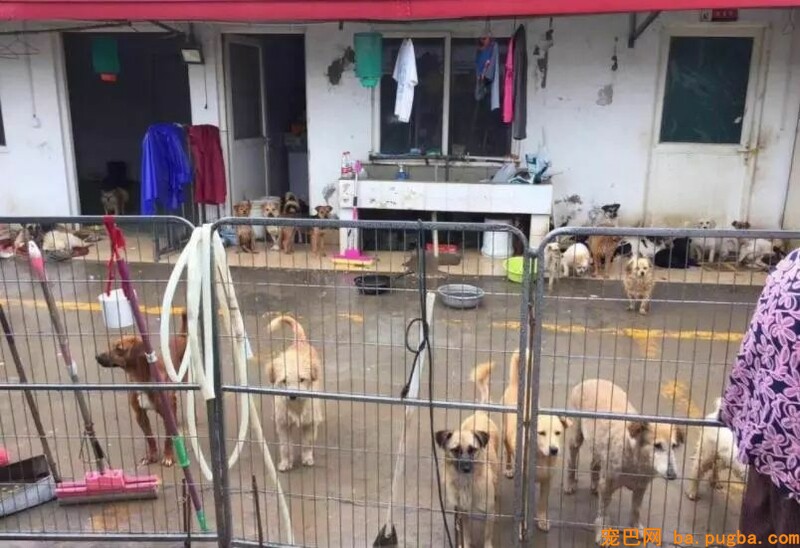 繁衍场近30只柴犬、柯基无家可归，你愿意帮帮它们吗？-8.jpeg