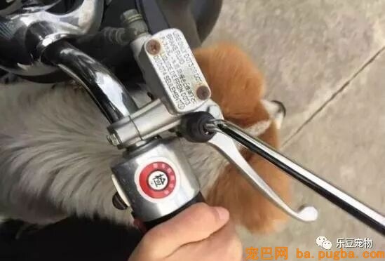 遇到一只很丑的狗，你会救吗？-1.jpeg