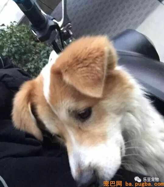 遇到一只很丑的狗，你会救吗？-2.jpeg