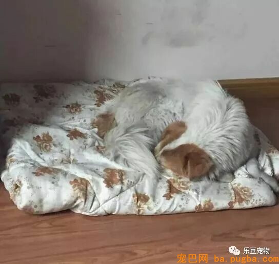 遇到一只很丑的狗，你会救吗？-4.jpeg