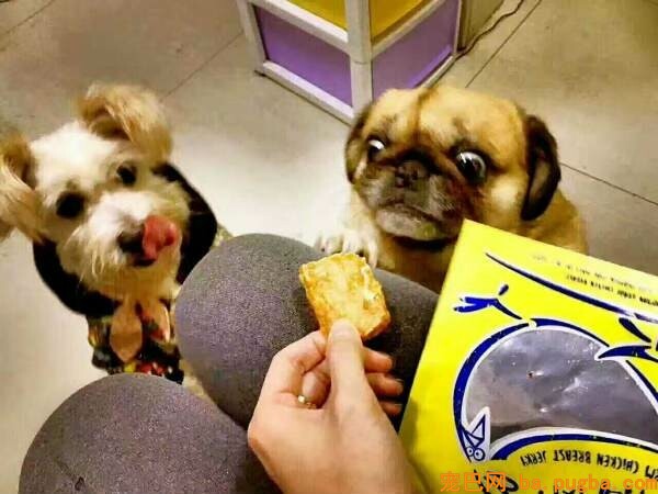 宠物零食出口注意事项，宠物食品出口行业开展-2.jpeg
