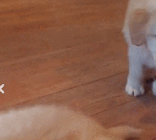 事实告诉你，跟狗狗争东西，永远是你输……-1.gif