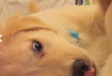 事实告诉你，跟狗狗争东西，永远是你输……-2.gif