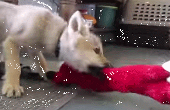 事实告诉你，跟狗狗争东西，永远是你输……-5.gif
