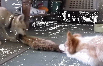 事实告诉你，跟狗狗争东西，永远是你输……-6.gif