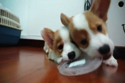 事实告诉你，跟狗狗争东西，永远是你输……-9.gif