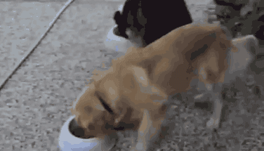 事实告诉你，跟狗狗争东西，永远是你输……-10.gif