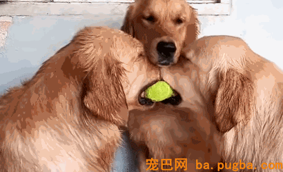 事实告诉你，跟狗狗争东西，永远是你输……-16.gif