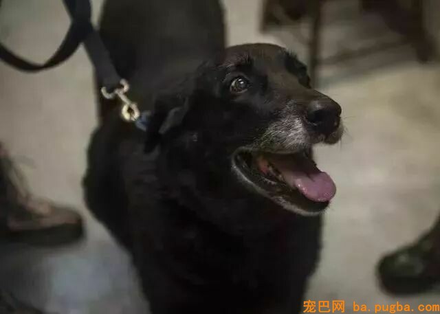 走失10年的狗,几乎被断定死亡，如今再次呈现，只因为……-1.jpeg