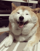 走失10年的狗,几乎被断定死亡，如今再次呈现，只因为……-8.gif