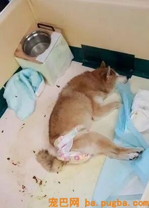 黄子佼18岁老狗患痴呆症，临终前突然清醒：再见了爸爸......-4.jpeg
