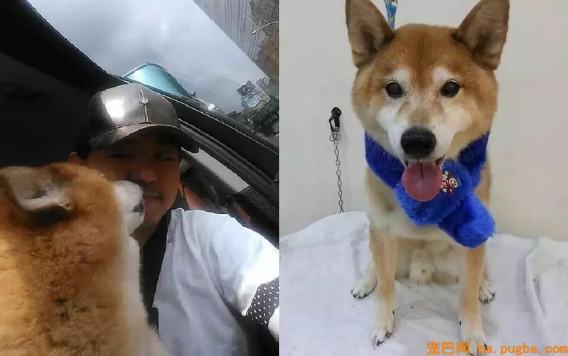 黄子佼18岁老狗患痴呆症，临终前突然清醒：再见了爸爸......-6.jpeg