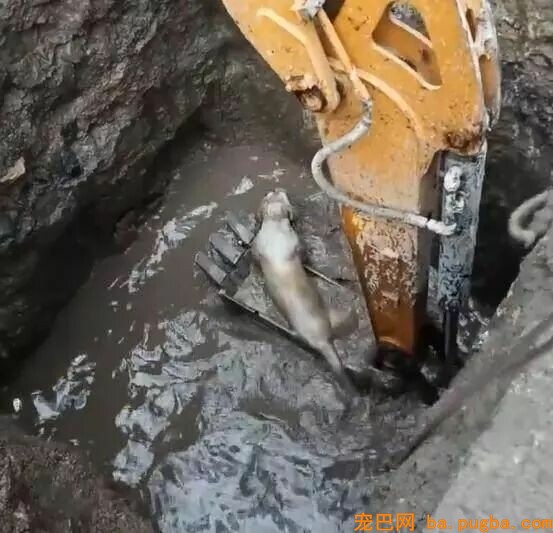 拉布拉多掉入深坑，农民工小哥立马开动发掘机营救！-1.jpeg