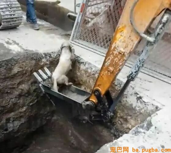 拉布拉多掉入深坑，农民工小哥立马开动发掘机营救！-3.jpeg