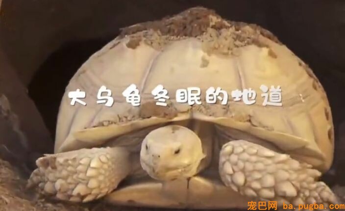 贱兮兮的德牧跑到了乌龟洞里玩，成果被人家堵住门出不来了...-2.jpeg