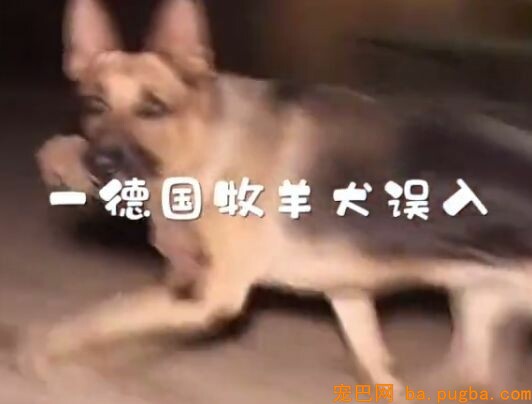 贱兮兮的德牧跑到了乌龟洞里玩，成果被人家堵住门出不来了...-1.jpeg