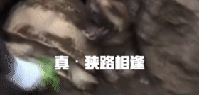 贱兮兮的德牧跑到了乌龟洞里玩，成果被人家堵住门出不来了...-3.gif
