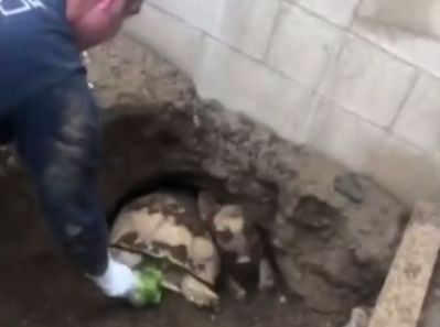 贱兮兮的德牧跑到了乌龟洞里玩，成果被人家堵住门出不来了...-4.jpeg