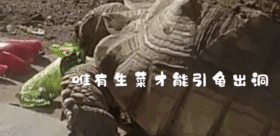 贱兮兮的德牧跑到了乌龟洞里玩，成果被人家堵住门出不来了...-7.gif