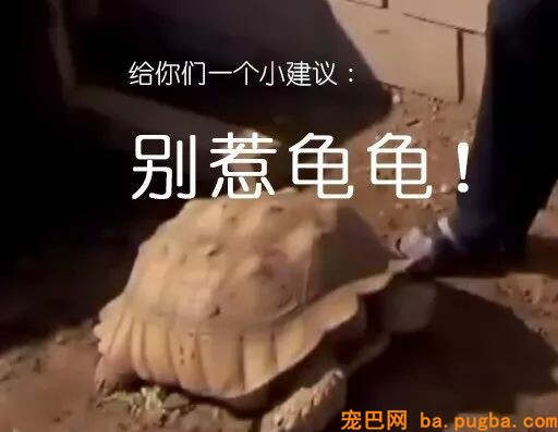 贱兮兮的德牧跑到了乌龟洞里玩，成果被人家堵住门出不来了...-9.jpeg