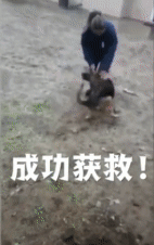 贱兮兮的德牧跑到了乌龟洞里玩，成果被人家堵住门出不来了...-8.gif