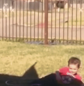 贱兮兮的德牧跑到了乌龟洞里玩，成果被人家堵住门出不来了...-11.gif
