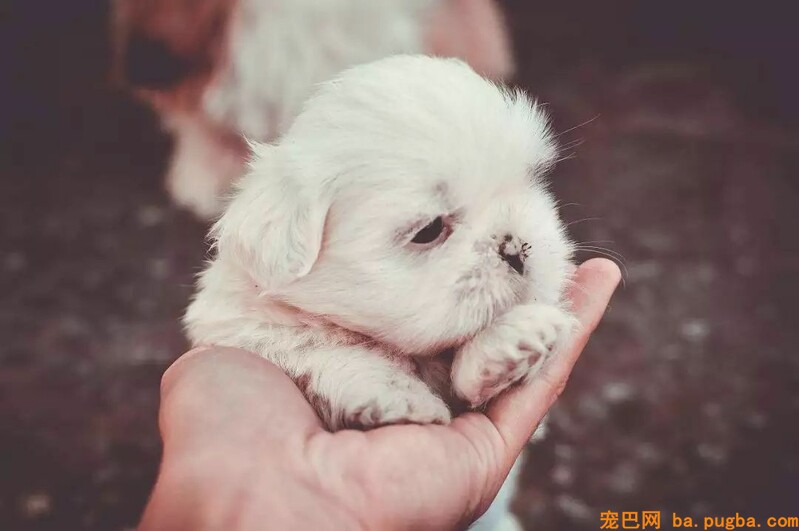 狗狗舔你的脸是表达爱意？错！本来我们误会它们很久了！-5.jpeg