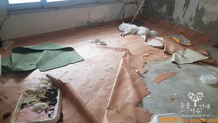 被主人关在屋内三个月，饥饿时只能吃木头，但毕竟还是没有……-1.jpeg