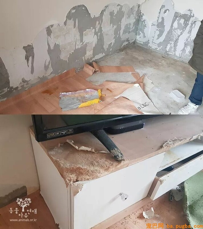 被主人关在屋内三个月，饥饿时只能吃木头，但毕竟还是没有……-3.jpeg