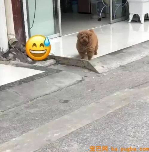 遇到一只小泰迪，但不太敢认，这是过年伙食太好了？-1.jpeg