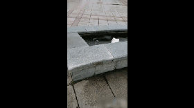 一群小奶狗蠢萌到犯规，饭就在眼前却只能干焦急！-3.gif