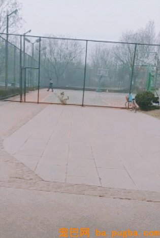 一群小奶狗蠢萌到犯规，饭就在眼前却只能干焦急！-2.gif