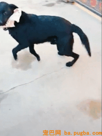 一群小奶狗蠢萌到犯规，饭就在眼前却只能干焦急！-7.gif