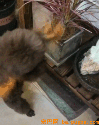 一群小奶狗蠢萌到犯规，饭就在眼前却只能干焦急！-6.gif