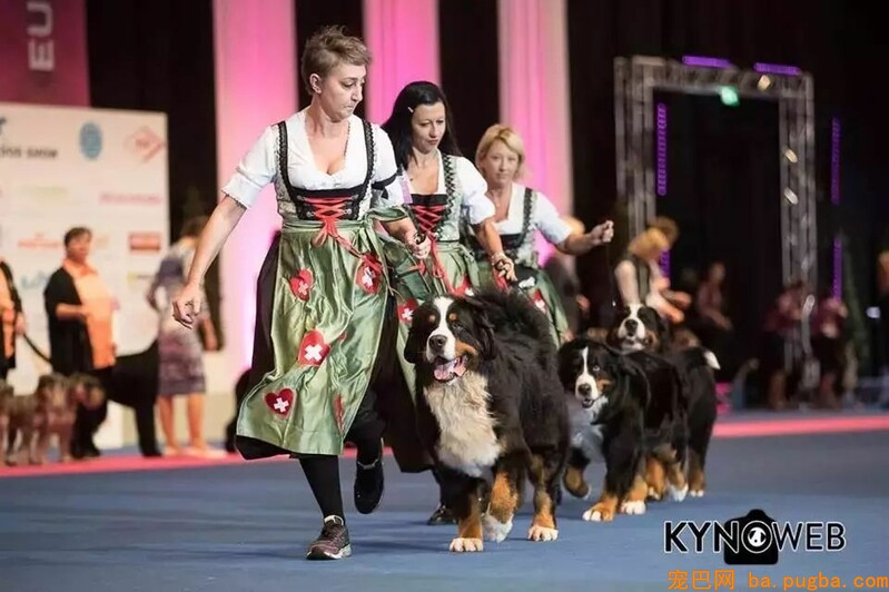 五一快到了，跟我去上海世界杯犬展撸狗吗？-4.jpeg
