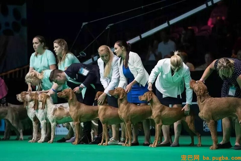 五一快到了，跟我去上海世界杯犬展撸狗吗？-2.jpeg