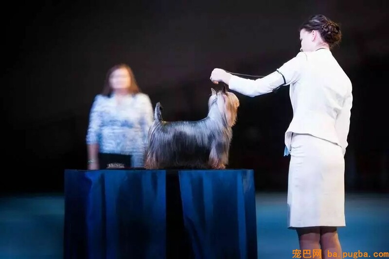 五一快到了，跟我去上海世界杯犬展撸狗吗？-5.jpeg